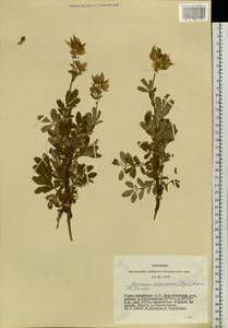 Farinopsis salesoviana (Steph.) Chrtek & Soják, Siberia, Altai & Sayany Mountains (S2) (Russia)
