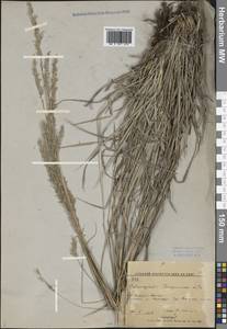 Calamagrostis korotkyi Litv., Siberia, Russian Far East (S6) (Russia)