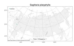 Sagittaria platyphylla (Engelm.) J.G.Sm., Atlas of the Russian Flora (FLORUS) (Russia)