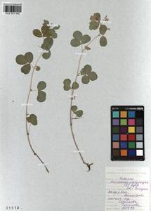 KUZ 001 042, Medicago platycarpos (L.) Trautv., Siberia, Altai & Sayany Mountains (S2) (Russia)