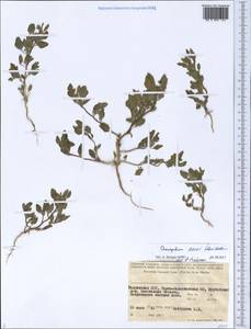 Chenopodium karoi (Murr) Aellen, Middle Asia, Pamir & Pamiro-Alai (M2) (Tajikistan)