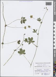 Potentilla reptans L., Caucasus, Krasnodar Krai & Adygea (K1a) (Russia)