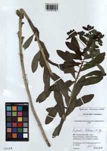 KUZ 001 535, Euphorbia pilosa L., Siberia, Altai & Sayany Mountains (S2) (Russia)