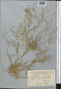 Eragrostis, Middle Asia, Muyunkumy, Balkhash & Betpak-Dala (M9) (Kazakhstan)