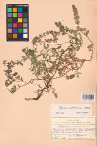 MHA 0 156 831, Thymus roegneri K.Koch, Eastern Europe, West Ukrainian region (E13) (Ukraine)