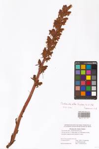 Orobanche alba Steph. ex Willd., Eastern Europe, Central region (E4) (Russia)