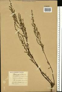 Artemisia campestris L., Eastern Europe (no precise locality) (E0) (Not classified)