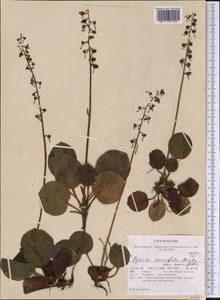 Pyrola asarifolia, America (AMER) (United States)