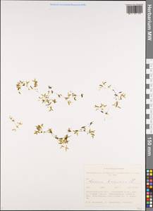 Lemna trisulca L., Siberia, Western Siberia (S1) (Russia)