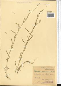 Litwinowia tenuissima (Pall.) Woronow ex Pavlov, Middle Asia, Syr-Darian deserts & Kyzylkum (M7) (Uzbekistan)