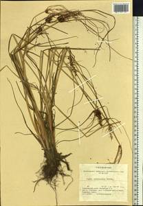 Carex neurocarpa Maxim., Siberia, Russian Far East (S6) (Russia)