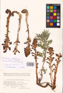 MHA 0 162 426, Orobanche caryophyllacea Sm., Eastern Europe, Lower Volga region (E9) (Russia)