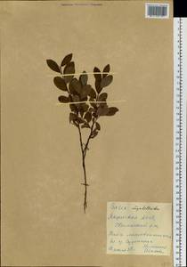 Salix myrtilloides L., Siberia, Yakutia (S5) (Russia)