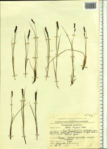 Carex bigelowii subsp. lugens (Holm) T.V.Egorova, Siberia, Chukotka & Kamchatka (S7) (Russia)