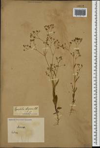 Gypsophila elegans M. Bieb., Caucasus (no precise locality) (K0)