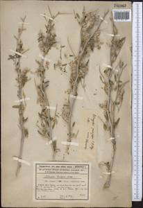 Astragalus paucijugus Schrenk, Middle Asia, Syr-Darian deserts & Kyzylkum (M7) (Kazakhstan)