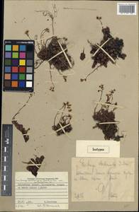 Saxifraga bronchialis subsp. stelleriana (Merk ex Ser.) Malysch., Siberia, Chukotka & Kamchatka (S7) (Russia)