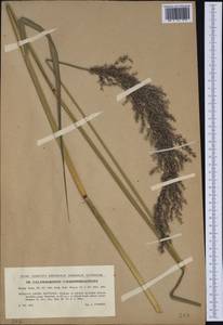 Calamagrostis pseudophragmites (Haller f.) Koeler, Western Europe (EUR) (Czech Republic)