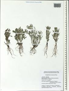 Gnaphalium rossicum Kirp., Eastern Europe, Central forest-and-steppe region (E6) (Russia)