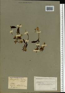 Fritillaria karelinii (Fisch. ex D.Don) Baker, Middle Asia, Caspian Ustyurt & Northern Aralia (M8) (Kazakhstan)