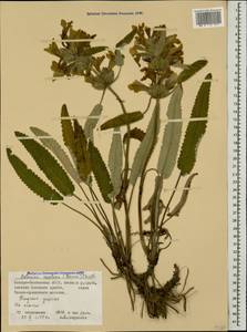 Betonica nivea subsp. ossetica (Bornm.) Krestovsk., Caucasus, North Ossetia, Ingushetia & Chechnya (K1c) (Russia)