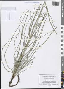 Equisetum palustre L., Eastern Europe, Central forest-and-steppe region (E6) (Russia)