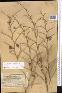 Atraphaxis pyrifolia Bunge, Middle Asia, Syr-Darian deserts & Kyzylkum (M7) (Uzbekistan)