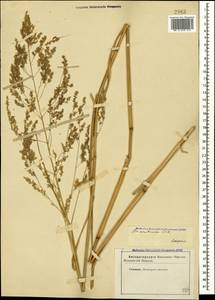 Glyceria arundinacea Kunth, Caucasus, Stavropol Krai, Karachay-Cherkessia & Kabardino-Balkaria (K1b) (Russia)