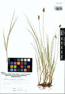 Carex praecox Schreb., Siberia, Baikal & Transbaikal region (S4) (Russia)