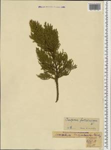 Juniperus foetidissima Willd., Caucasus, Georgia (K4) (Georgia)