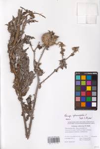 Echinops sphaerocephalus L., Eastern Europe, Rostov Oblast (E12a) (Russia)
