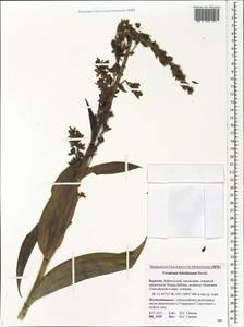 Veratrum lobelianum Bernh., Siberia, Baikal & Transbaikal region (S4) (Russia)