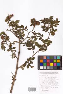 Rosa canina L., Eastern Europe, Central forest-and-steppe region (E6) (Russia)