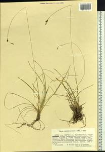 Carex subebracteata (Kük.) Ohwi, Siberia, Yakutia (S5) (Russia)