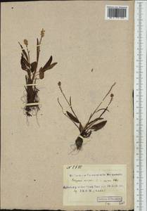 Bistorta vivipara (L.) Delarbre, Western Europe (EUR) (Svalbard and Jan Mayen)