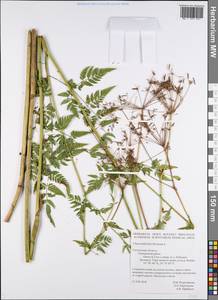 Chaerophyllum hirsutum L., Eastern Europe, Western region (E3) (Russia)