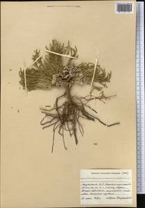 Anabasis truncata (Schrenk) Bunge, Middle Asia, Caspian Ustyurt & Northern Aralia (M8) (Kazakhstan)