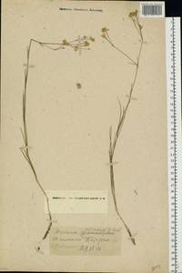 Eremogone saxatilis (L.) Ikonn., Eastern Europe, Moscow region (E4a) (Russia)