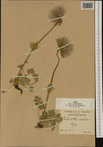 Pulsatilla vernalis (L.) Mill., Western Europe (EUR) (France)