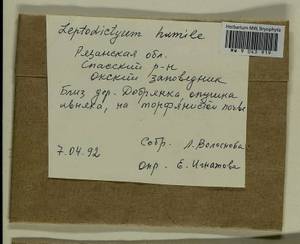 Hygroamblystegium humile (P. Beauv.) Vanderp., Hedenäs & Goffinet, Bryophytes, Bryophytes - Middle Russia (B6) (Russia)