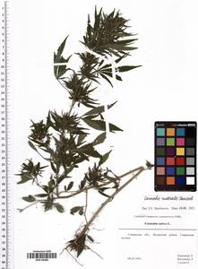 Cannabis sativa var. ruderalis (Janisch.) S. Z. Liou, Eastern Europe, Middle Volga region (E8) (Russia)