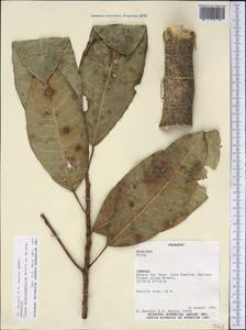Ficus adhatodifolia Schott ex Spreng., America (AMER) (Paraguay)
