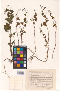 Fagopyrum tataricum (L.) Gaertn., Eastern Europe, Volga-Kama region (E7) (Russia)