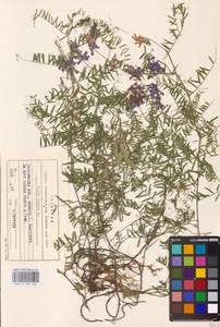 Vicia cracca L., Eastern Europe, Central forest region (E5) (Russia)