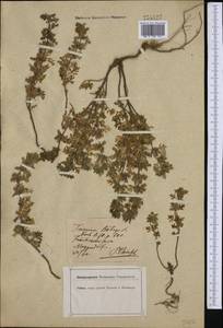 Teucrium botrys L., Western Europe (EUR) (Germany)