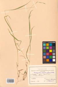 Brachypodium sylvaticum (Huds.) P.Beauv., Siberia, Russian Far East (S6) (Russia)