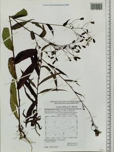 Lactuca sibirica (L.) Maxim., Siberia, Russian Far East (S6) (Russia)