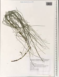 Equisetum ramosissimum Desf., South Asia, South Asia (Asia outside ex-Soviet states and Mongolia) (ASIA) (Iran)