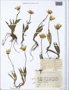 Arnica intermedia Turcz., Siberia, Yakutia (S5) (Russia)