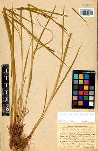 Carex vesicata Meinsh., Siberia, Baikal & Transbaikal region (S4) (Russia)